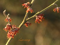 Hamamelis Lansing 2015 02 07 3103